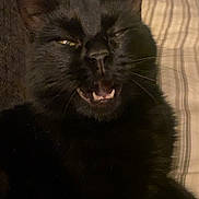 Sabine is registered to the contest to win money with this photo: black_cat, cat, pet, animal, feline, whiskers, mouth_open, sleepy, cozy, indoor, blanket, striped_blanket, fur, closeup, paw, cute, face, ears, relaxed, resting