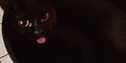Sabine is registered to the contest to win money with this photo: cat, black_cat, tongue_out, container, indoor, floor, tile_floor, door, household, pet, animal, cute, blurry, fur, whiskers, eyes, domestic, cozy, playful, feline