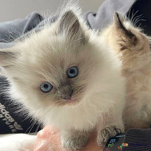 Elsa is registered to the contest to win money with this photo: balinese, birman, carnivore, cat, claw, fawn, felidae, fur, iris, paw, ragdoll, small_to_medium_sized_cats, snout, terrestrial_animal, whiskers