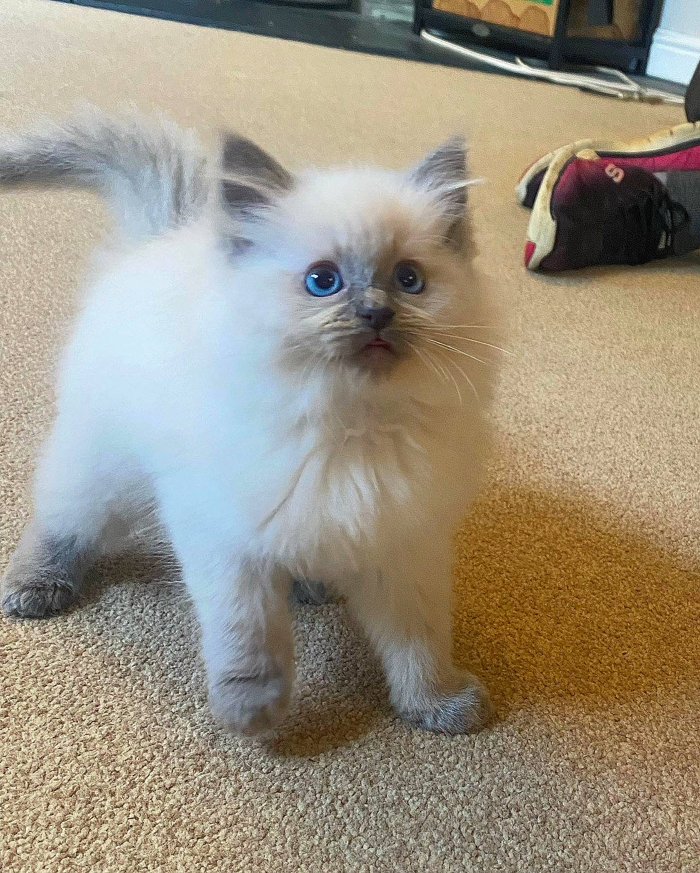 Elsa joined the competition — help win amazing prizes! balinese, birman, carnivore, cat, claw, companion_dog, fawn, felidae, fur, iris, paw, ragdoll, siamese, small_to_medium_sized_cats, snout, tail, terrestrial_animal, thai, whiskers