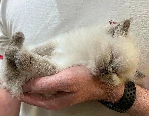 Elsa joined the competition — help win amazing prizes! balinese, carnivore, cat, cat_bed, claw, comfort, fawn, felidae, finger, foot, fur, gesture, nail, nap, paw, siamese, small_to_medium_sized_cats, snout, thai, whiskers