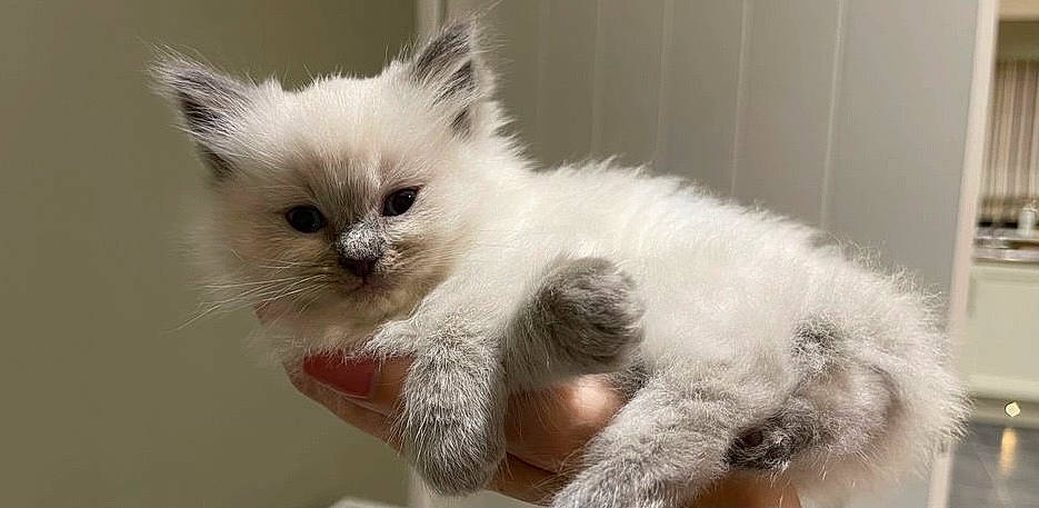 Elsa is registered to the contest to win money with this photo: balinese, carnivore, cat, claw, domestic_short_haired_cat, eye, fawn, felidae, fur, small_to_medium_sized_cats, snout, tail, whiskers