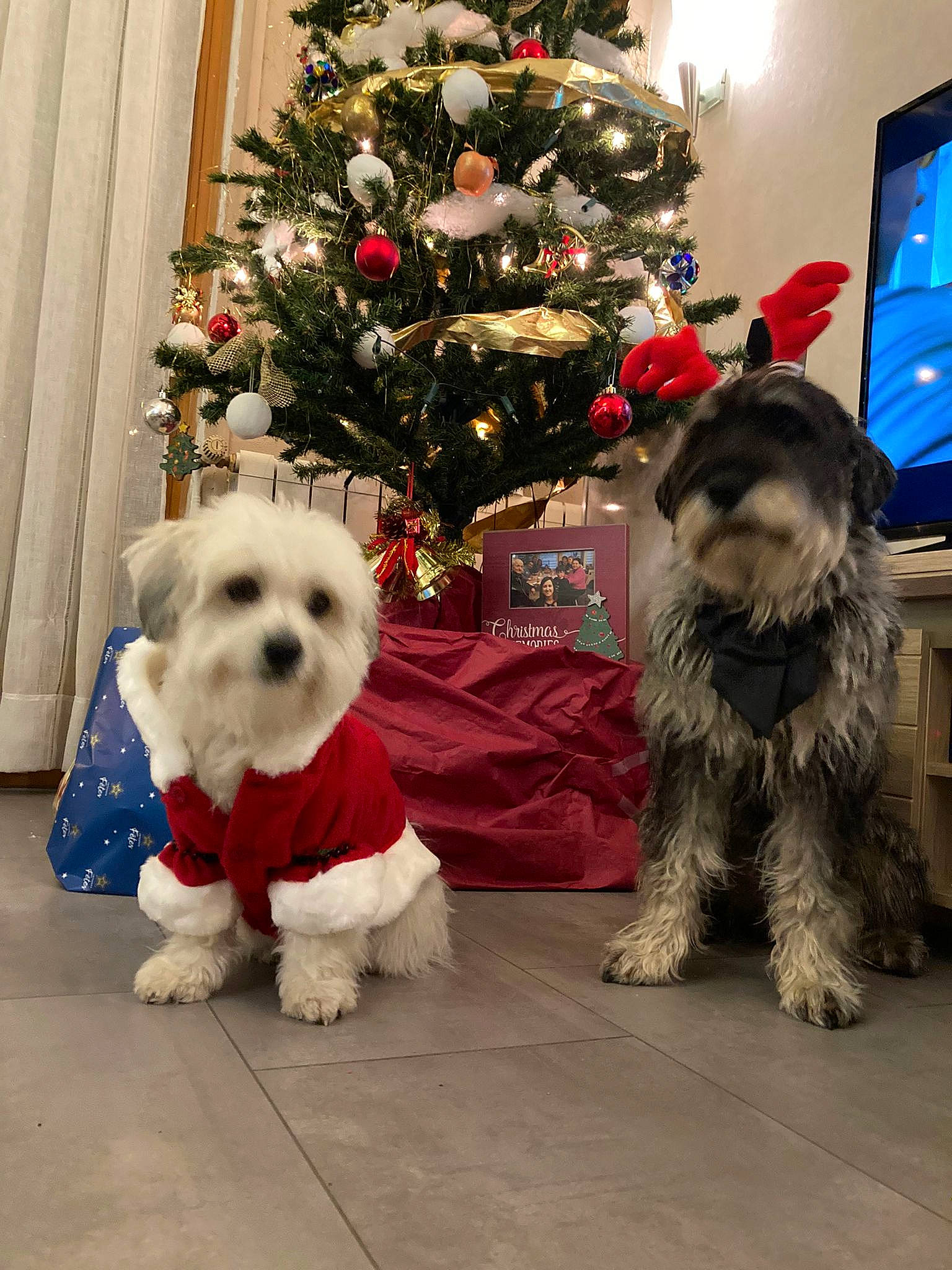 Romeo participe au concours pour gagner de l'argent avec cette photo : carnivore, christmas, christmas_decoration, christmas_tree, companion_dog, computer_monitor, dog, dog_breed, dog_supply, event, fur, holiday, mammal, snout, sporting_group, standard_schnauzer, television, toy_dog, vertebrate, working_animal