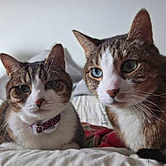 Sparkle And Chance is registered to the contest to win money with this photo: cat, tabby, pet, animal, feline, collar, bed, indoor, closeup, whiskers, ears, fur, cute, domestic, two_cats, resting, portrait, soft_light, focus, companion