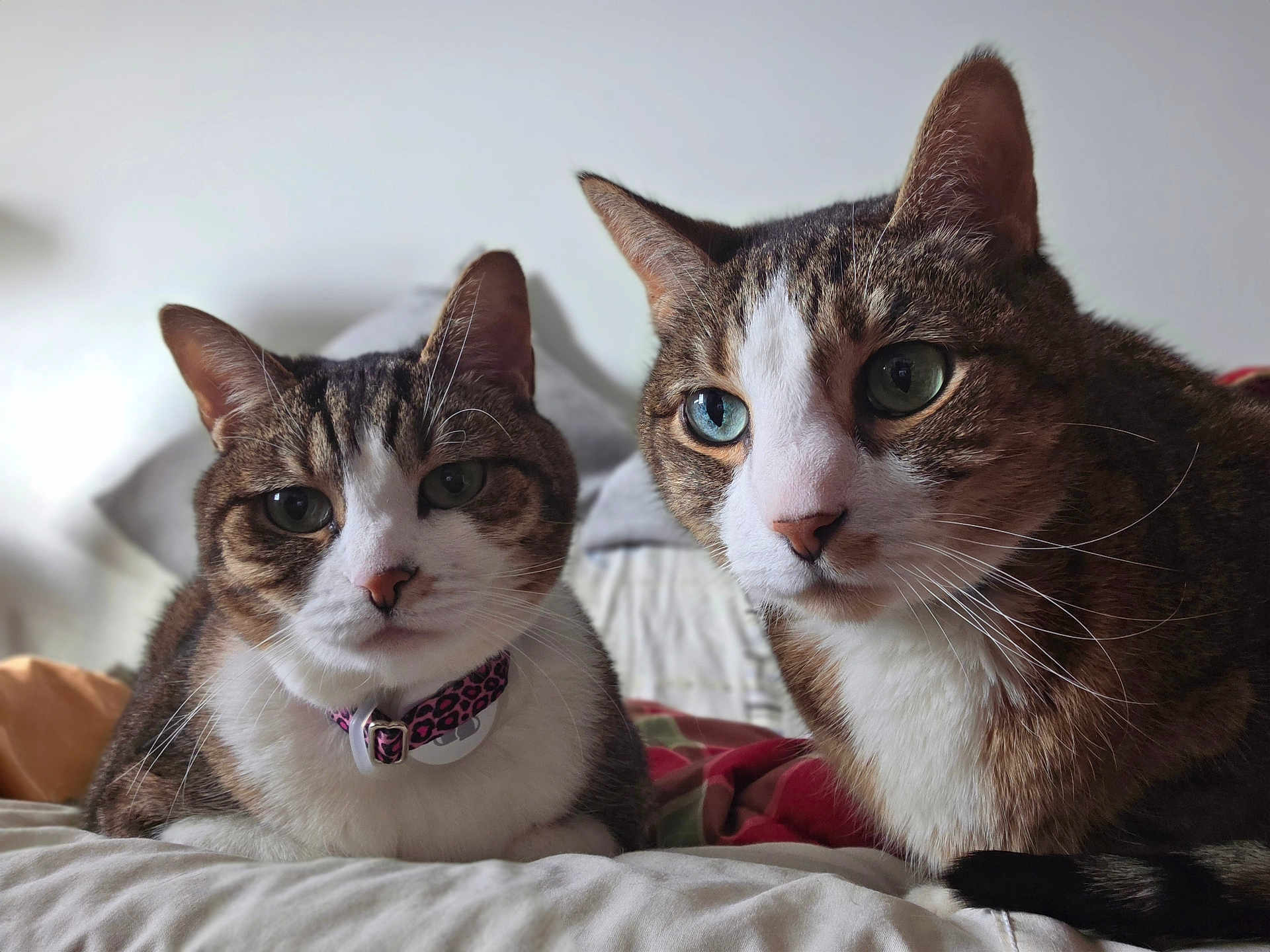 Sparkle And Chance is registered to the contest to win money with this photo: cat, tabby, pet, animal, feline, collar, bed, indoor, closeup, whiskers, ears, fur, cute, domestic, two_cats, resting, portrait, soft_light, focus, companion