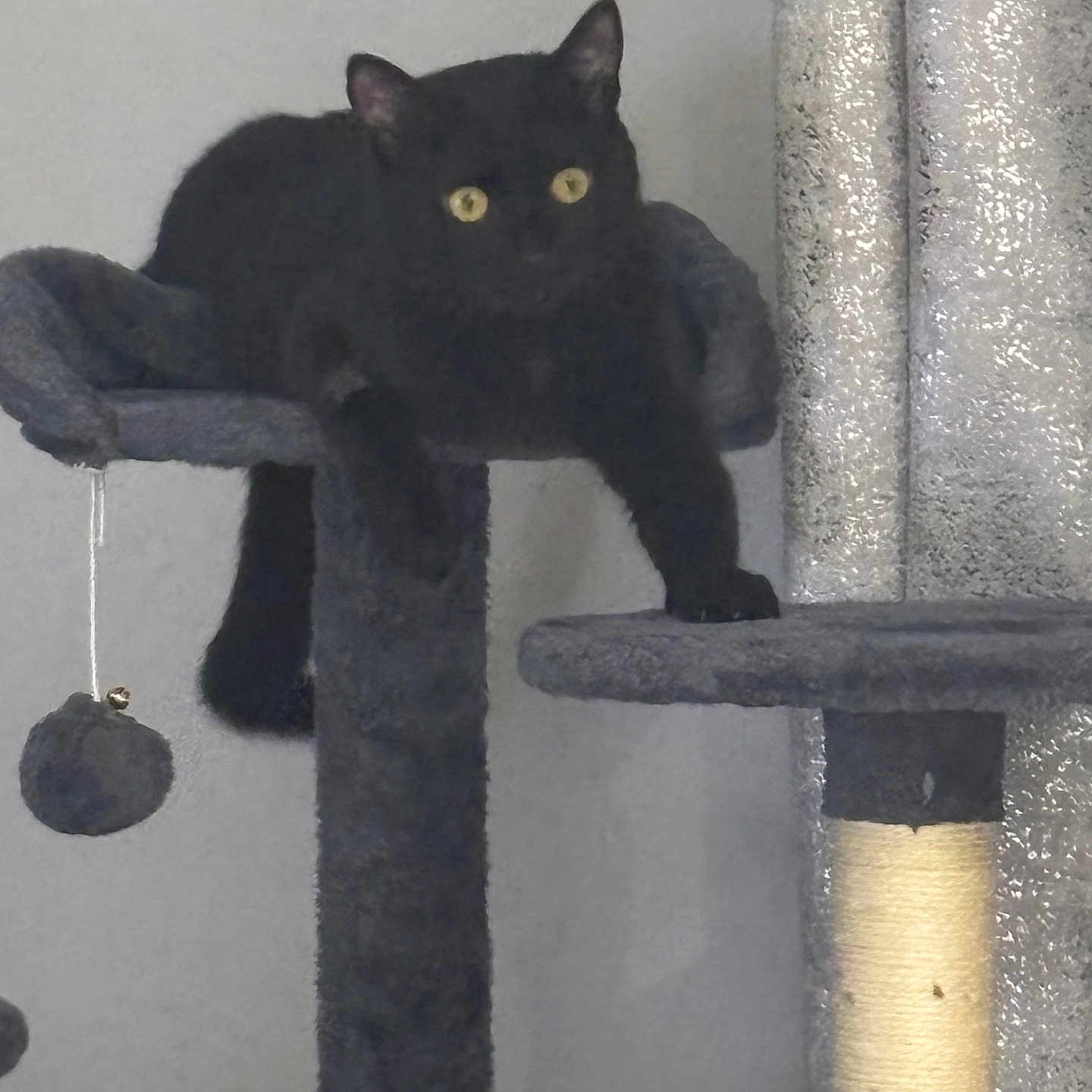 Salem a rejoint le concours — aidez-le/la à gagner de superbes lots ! cat, black_cat, cat_tree, pet, feline, indoor, yellow_eyes, toy, scratching_post, perch, animal, fur, whiskers, alert, curious, home, pet_toy, vertical_structure, relaxing, domestic_cat