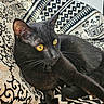 Salem a rejoint le concours — aidez-le/la à gagner de superbes lots ! black_cat, cat, pet, animal, feline, golden_eyes, patterned_fabric, indoor, relaxed, curious, whiskers, ears, fur, resting, close_up, domestic_cat, companion, cute, alert, cozy