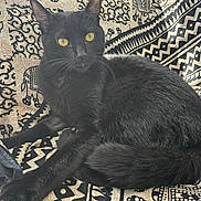 Salem a rejoint le concours — aidez-le/la à gagner de superbes lots ! black_cat, cat, yellow_eyes, animal, pet, feline, fur, whiskers, ears, tail, patterned_fabric, textile, indoor, resting, relaxed, close_up, cute, domestic_cat, sitting, cozy