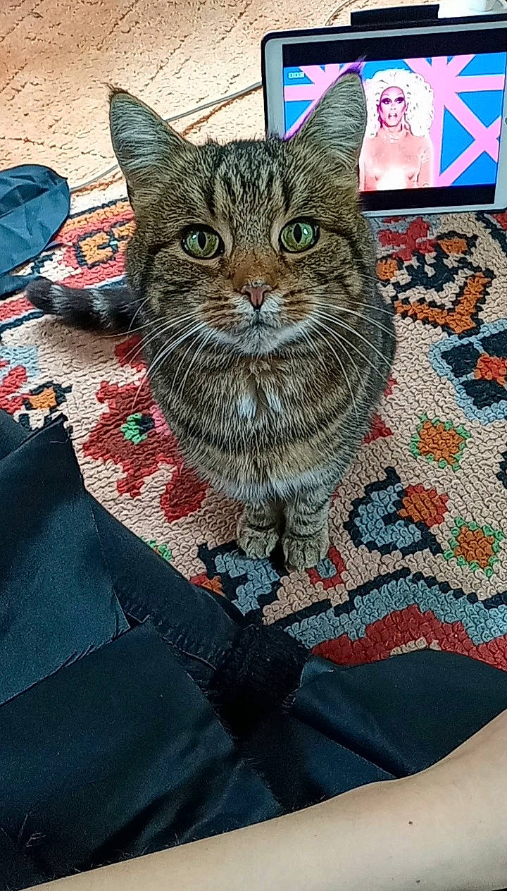 Marco is registered to the contest to win money with this photo: bag, basket, blue, box, carnivore, cat, crochet, domestic_short_haired_cat, fashion_accessory, felidae, flooring, fur, knitting, linens, pattern, small_to_medium_sized_cats, thread, whiskers, wool, woven_fabric