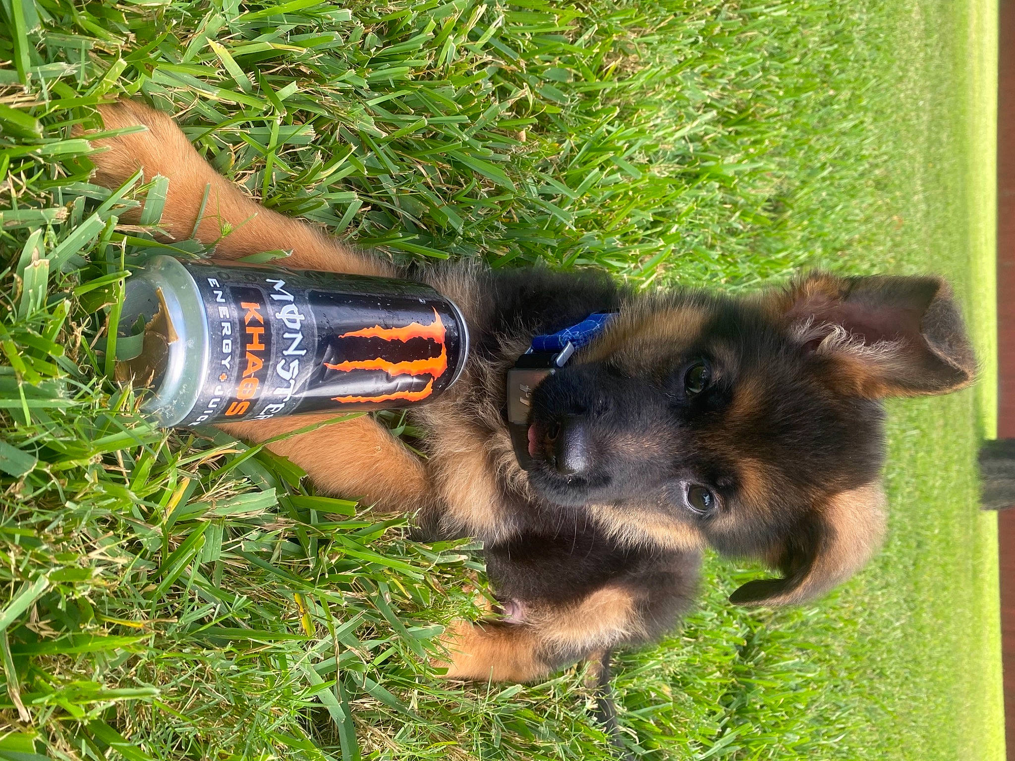 Khaos is registered to the contest to win money with this photo: bottle, canidae, carnivore, companion_dog, dog, dog_breed, dog_supply, grass, old_german_shepherd_dog, plant, plastic_bottle, soft_drink, soil, sporting_group, tail, water_bottle, working_dog