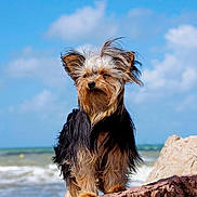 Isis participe au concours pour gagner de l'argent avec cette photo :