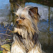 Isis participe au concours pour gagner de l'argent avec cette photo : australian_silky_terrier, cairn_terrier, carnivoran, companion_dog, dog, dog_breed, dog_breed_group, dog_crossbreeds, dog_like_mammal, morkie, small_terrier, snout, terrier, vulnerable_native_breeds, yorkshire_terrier