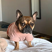 Pickles joined the competition — help win amazing prizes! dog, french_bulldog, pet, animal, shirt, bed, indoor, ears, fur, canine, cute, portrait, brown, eyes, expression, furniture, blanket, cozy, home, standing