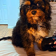 Pinto joined the competition — help win amazing prizes! puppy, dog, bed, indoor, black_fur, brown_fur, curious, cute, pet, canine, fluffy, small_dog, blanket, furniture, living_room, decor, cozy, looking, portrait, animal