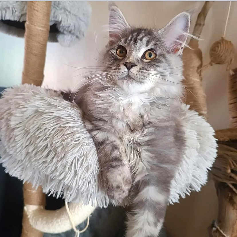 Zéphir participe au concours pour gagner de l'argent avec cette photo : abyssinian, angora, animal, art, blanket, cat, christmas, christmasdecorations, cushion, egyptiancat, festival, handicraft, homedecor, kitten, manx, pet, pillow, toy