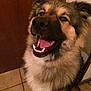 Youki participe au concours pour gagner de l'argent avec cette photo : dog, smiling, tongue_out, indoor, fluffy, happy, pet, canine, fur, close_up, brown, black, tan, tile_floor, door, animal, companion, friendly, cute, portrait
