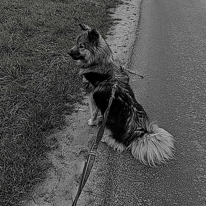 Youki participe au concours pour gagner de l'argent avec cette photo : animal, calm, canine, dog, fur, grass, landscape, leash, nature, outdoor, path, pet, quiet, road, rural, scenic, sidewalk, sitting, vineyard, walking