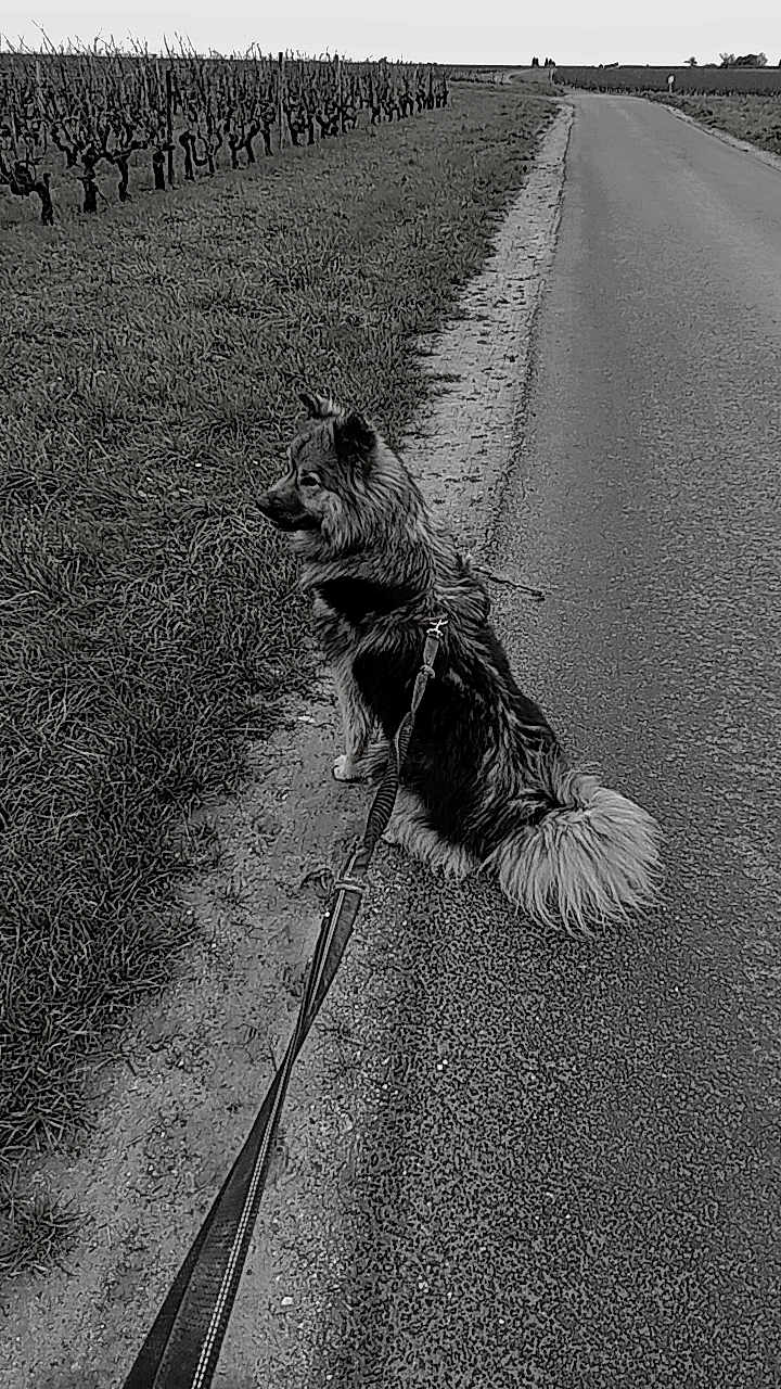 Youki participe au concours pour gagner de l'argent avec cette photo : dog, leash, road, grass, vineyard, outdoor, pet, sitting, fur, canine, nature, rural, path, sidewalk, quiet, landscape, animal, walking, calm, scenic