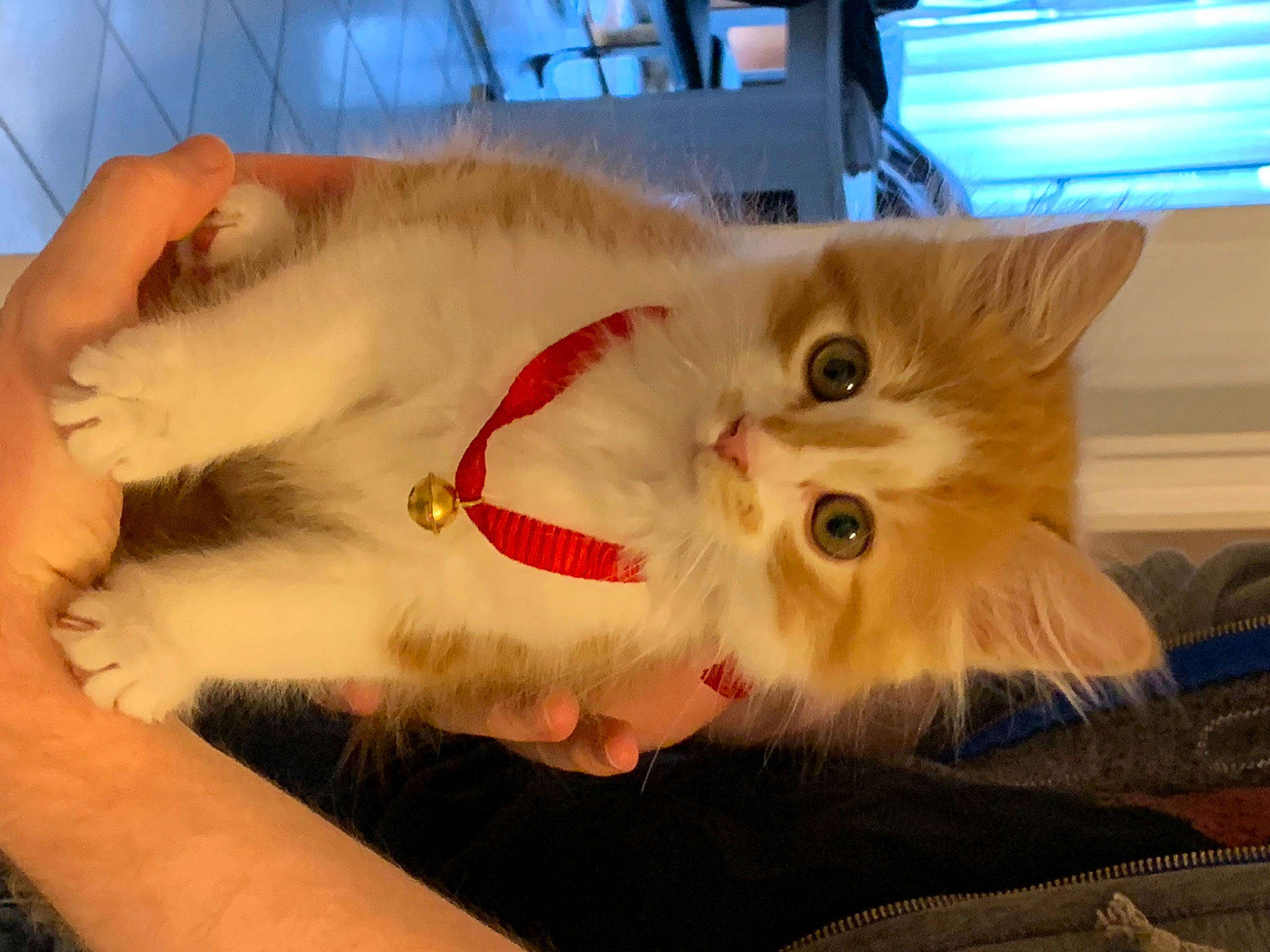 Bidule a rejoint le concours — aidez-le/la à gagner de superbes lots ! asian, asian_semi_longhair, british_semi_longhair, carnivore, cat, domestic_long_haired_cat, ear, eye, fawn, felidae, fur, kitten, mammal, mouth, napoleon_cat, persian, ragamuffin, small_to_medium_sized_cats, turkish_van, whiskers