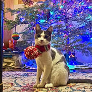 Lexi is registered to the contest to win money with this photo: cat, scarf, christmas_tree, holiday_lights, ornament, carpet, indoor, festive, pet, animal, decorations, multicolored_lights, pom_pom, sitting, cozy, home_interior, furniture, wall, floor, winter