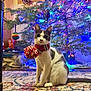 cat, scarf, christmas_tree, holiday_lights, ornament, carpet, indoor, festive, pet, animal, decorations, multicolored_lights, pom_pom, sitting, cozy, home_interior, furniture, wall, floor, winter