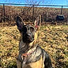 dog, german_shepherd, puppy, animal, pet, grass, outdoor, sunlight, blue_sky, fence, collar, leash, nature, yard, alert, sitting, ears_up, young_dog, canine, portrait