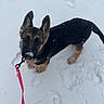 german_shepherd, puppy, dog, snow, leash, pink_leash, footprints, outdoor, winter, pet, canine, animal, young_dog, looking_up, ears_up, snow_on_nose, playful, cute, small_dog, walking