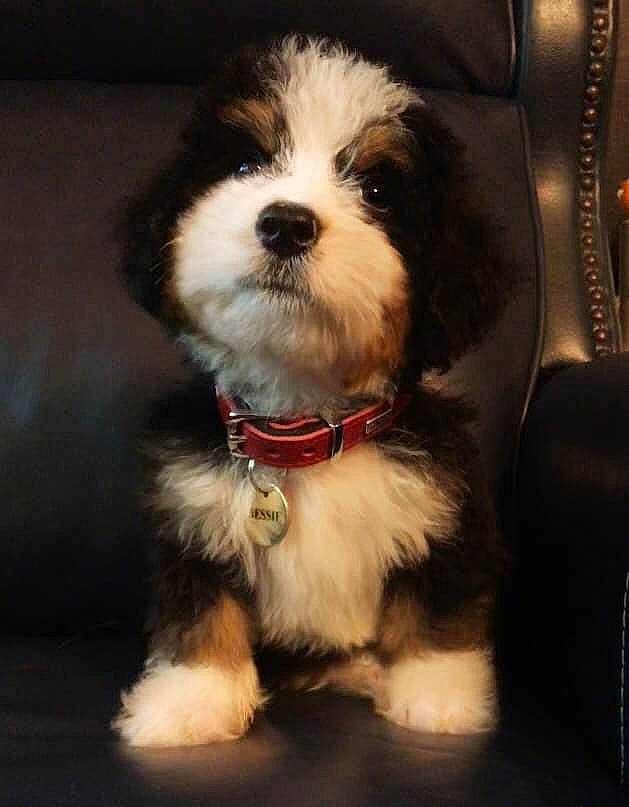 Bess is registered to the contest to win money with this photo: biewer_terrier, carnivore, companion_dog, dog, dog_breed, dog_collar, fur, liver, maltepoo, non_sporting_group, puppy, small_terrier, terrier, toy_dog, water_dog, working_animal