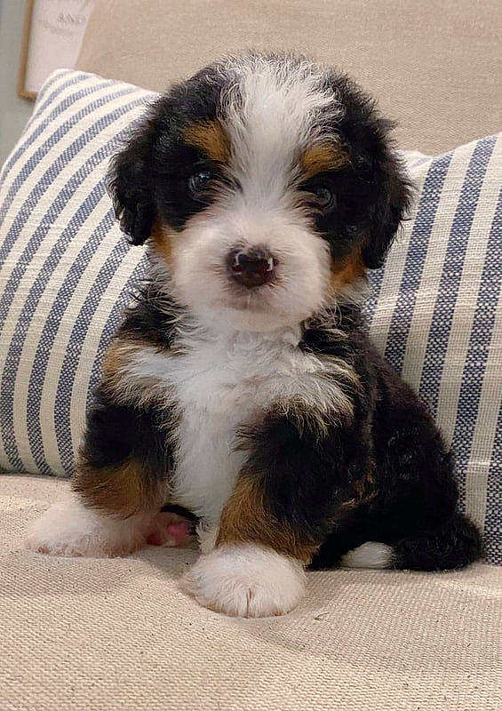 Bess joined the competition — help win amazing prizes! canidae, carnivore, companion_dog, couch, dog, dog_breed, small_terrier, sporting_group, terrestrial_animal, terrier, toy_dog, water_dog, working_animal, woven_fabric