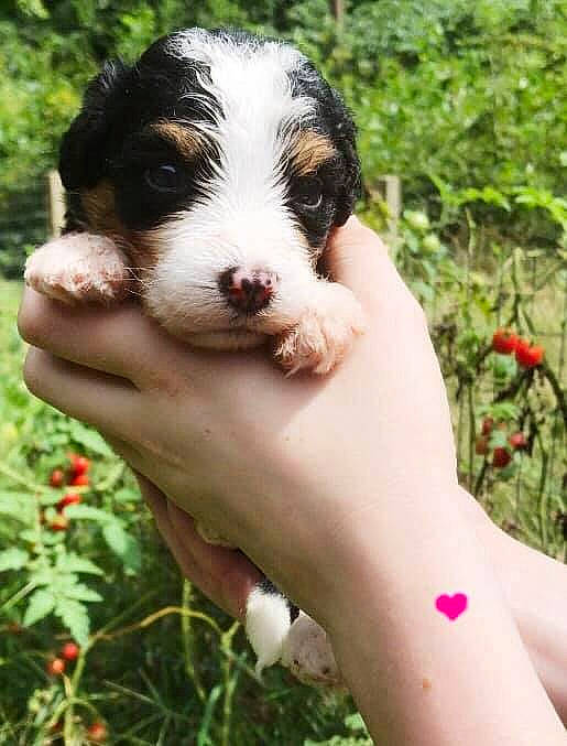 Bess is registered to the contest to win money with this photo: australian_shepherd, border_collie, canidae, carnivore, companion_dog, dog, dog_breed, gardening, grass, hand, nail, people_in_nature, plant, puppy, sporting_group, terrestrial_animal, thumb, tree, working_animal, wrist