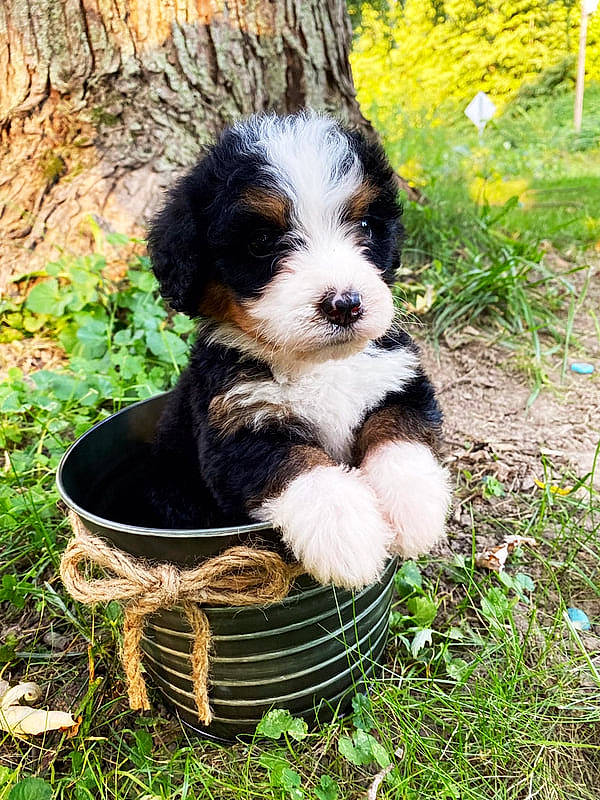 Bess is registered to the contest to win money with this photo: canidae, carnivore, companion_dog, dog, dog_breed, dog_supply, fur, grass, liver, plant, snout, soil, sporting_group, tail, terrestrial_animal, terrier, toy_dog, tree, water_dog, working_animal