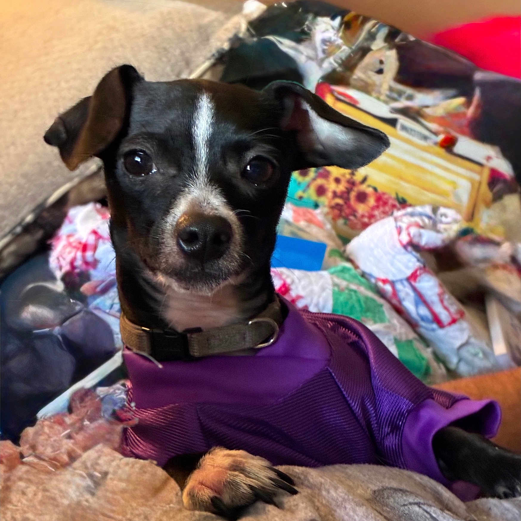 Liebschien is registered to the contest to win money with this photo: animal, black_and_white, blanket, companion, cozy, cute, dog, domestic, ears, fur, indoor, paw, pet, portrait, purple_sweater, quilt, relaxed, resting, small_dog, snuggly