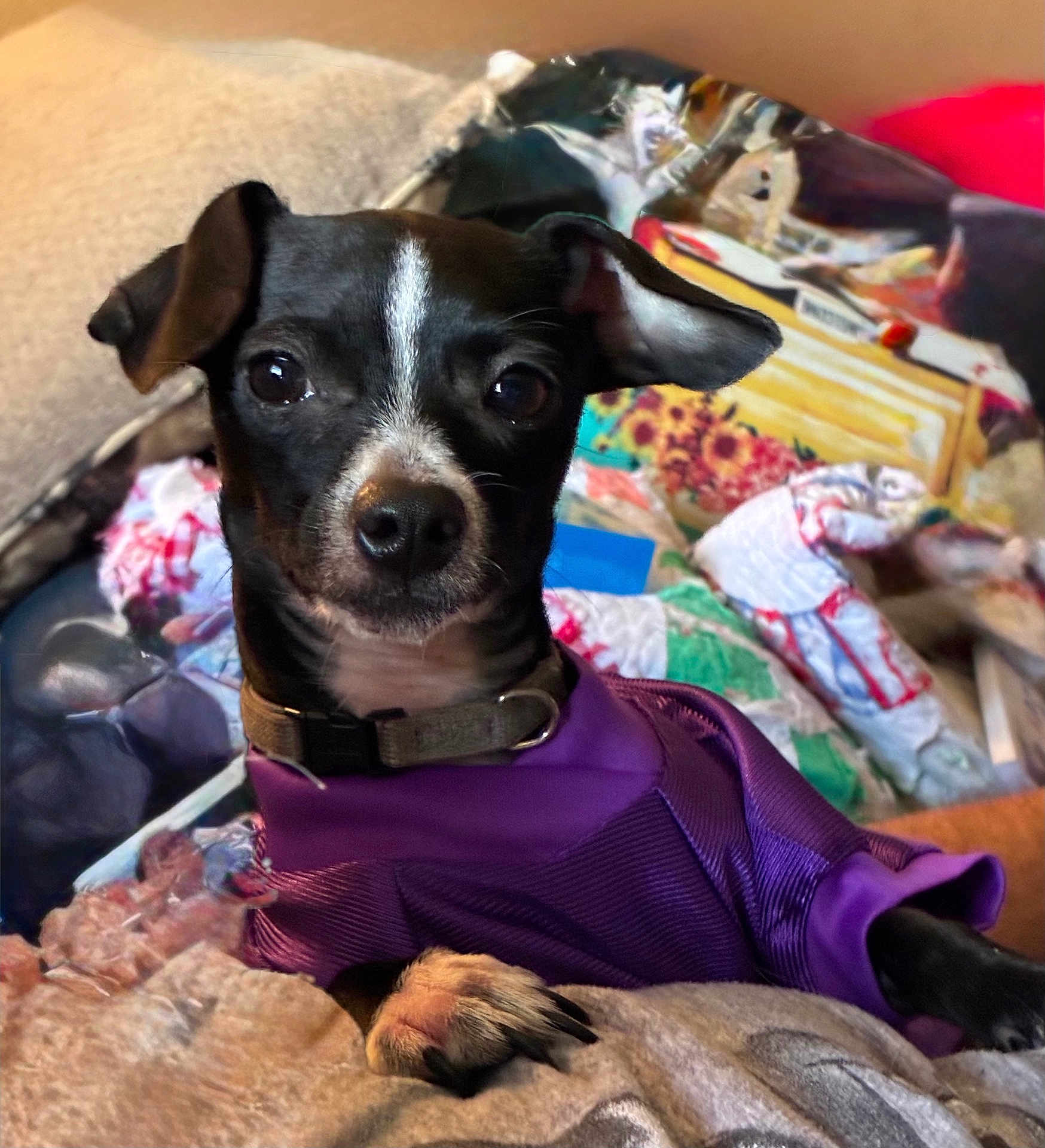 Liebschien is registered to the contest to win money with this photo: animal, black_and_white, blanket, companion, cozy, cute, dog, domestic, ears, fur, indoor, paw, pet, portrait, purple_sweater, quilt, relaxed, resting, small_dog, snuggly
