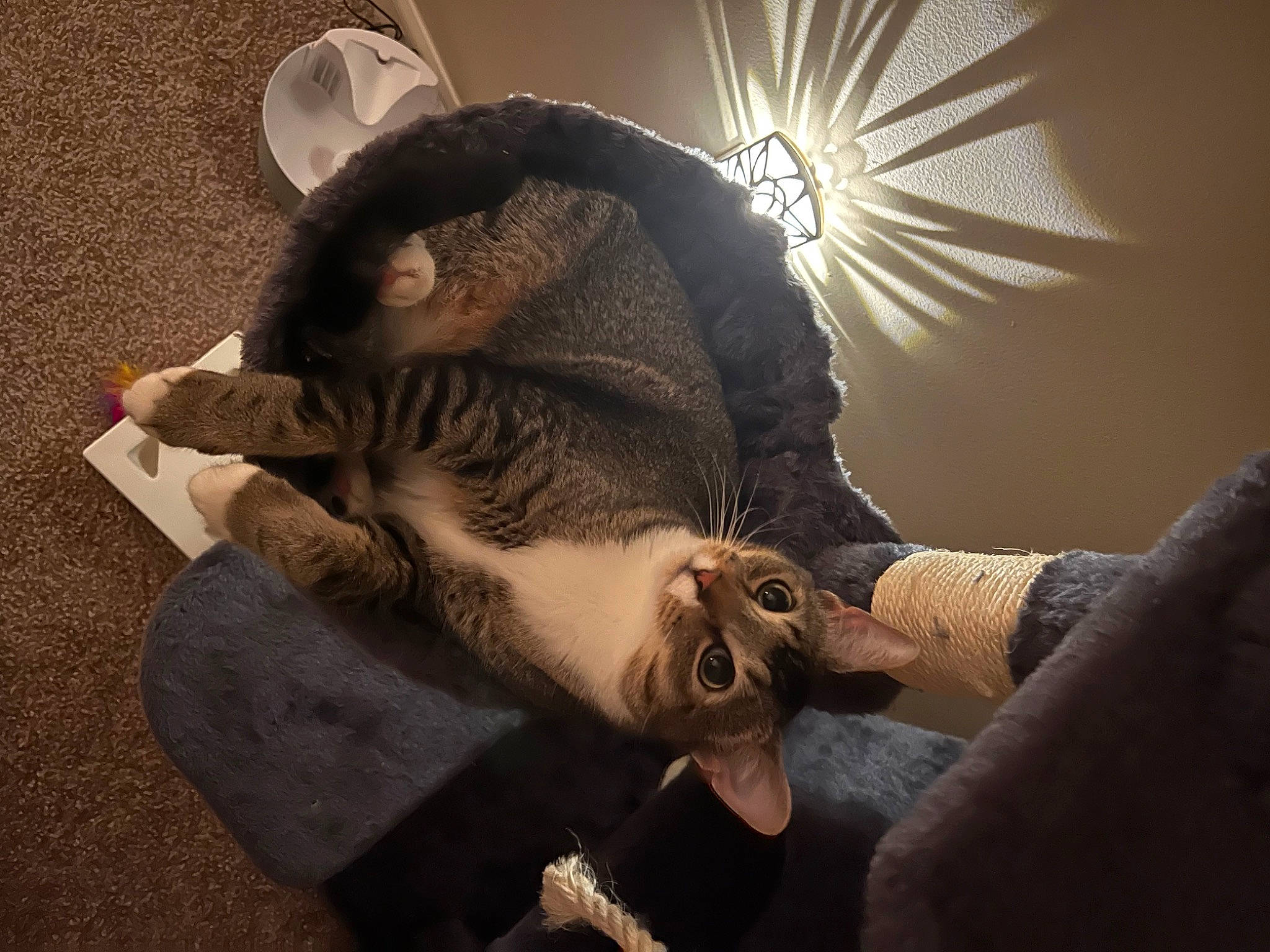 Finn joined the competition — help win amazing prizes! beard, comfort, companion_dog, ear, eye, eyewear, facial_hair, fawn, felidae, fur, gesture, glove, headgear, jaw, moustache, small_to_medium_sized_cats, snout, tail, vision_care, whiskers