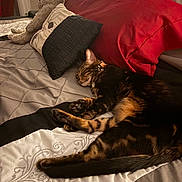 Felix is registered to the contest to win money with this photo: animal, bed, blanket, cat, comfort, cozy, decorative_pillow, feline, fur, home, indoor, pet, pillow, plush_toy, relaxation, resting, sleeping, striped_cat, tabby, warm_lighting