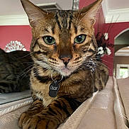 Oscar is registered to the contest to win money with this photo: cat, bengal_cat, pet, animal, green_eyes, collar, tag, fur, mammal, indoor, furniture, mattress, close_up, relaxing, portrait, domestic_cat, whiskers, tabby, house, cozy