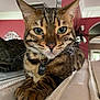 cat, bengal_cat, pet, animal, green_eyes, collar, tag, fur, mammal, indoor, furniture, mattress, close_up, relaxing, portrait, domestic_cat, whiskers, tabby, house, cozy
