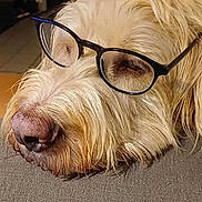 Gaby a rejoint le concours — aidez-le/la à gagner de superbes lots ! animal, close_up, cute, dog, domestic_animal, eyewear, face, fluffy, fur, glasses, indoors, light_fur, pet, portrait, relaxed, resting, sleepy, snout, texture, whiskers