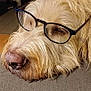 animal, close_up, cute, dog, domestic_animal, eyewear, face, fluffy, fur, glasses, indoors, light_fur, pet, portrait, relaxed, resting, sleepy, snout, texture, whiskers