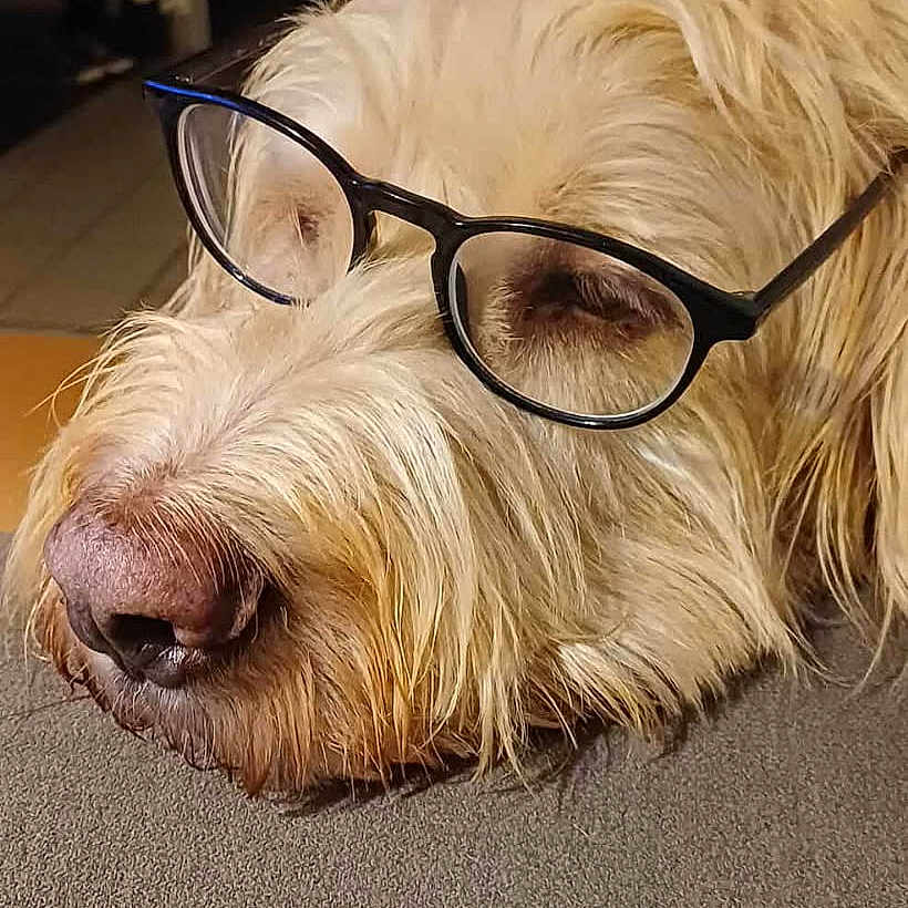 Gaby a rejoint le concours — aidez-le/la à gagner de superbes lots ! animal, close_up, cute, dog, domestic_animal, eyewear, face, fluffy, fur, glasses, indoors, light_fur, pet, portrait, relaxed, resting, sleepy, snout, texture, whiskers
