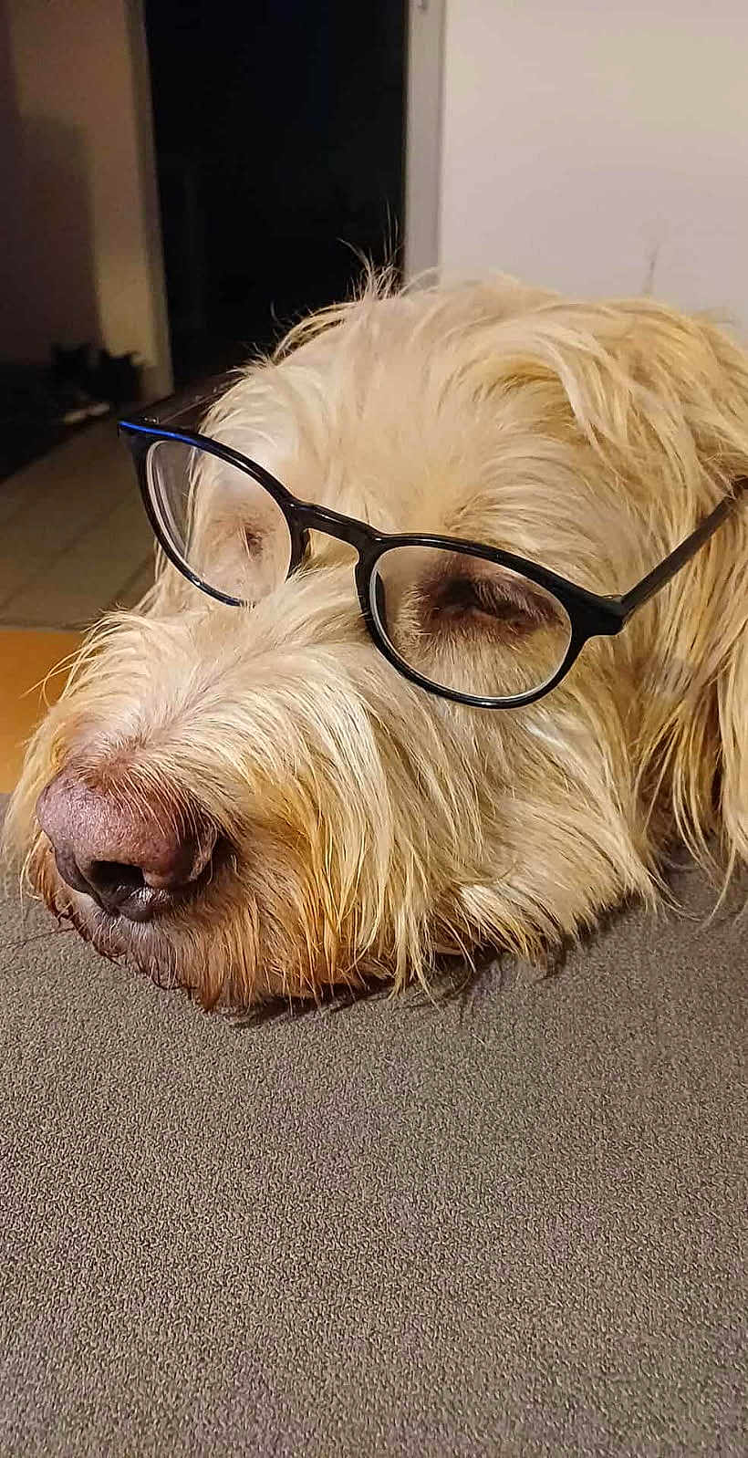 Gaby a rejoint le concours — aidez-le/la à gagner de superbes lots ! animal, close_up, cute, dog, domestic_animal, eyewear, face, fluffy, fur, glasses, indoors, light_fur, pet, portrait, relaxed, resting, sleepy, snout, texture, whiskers