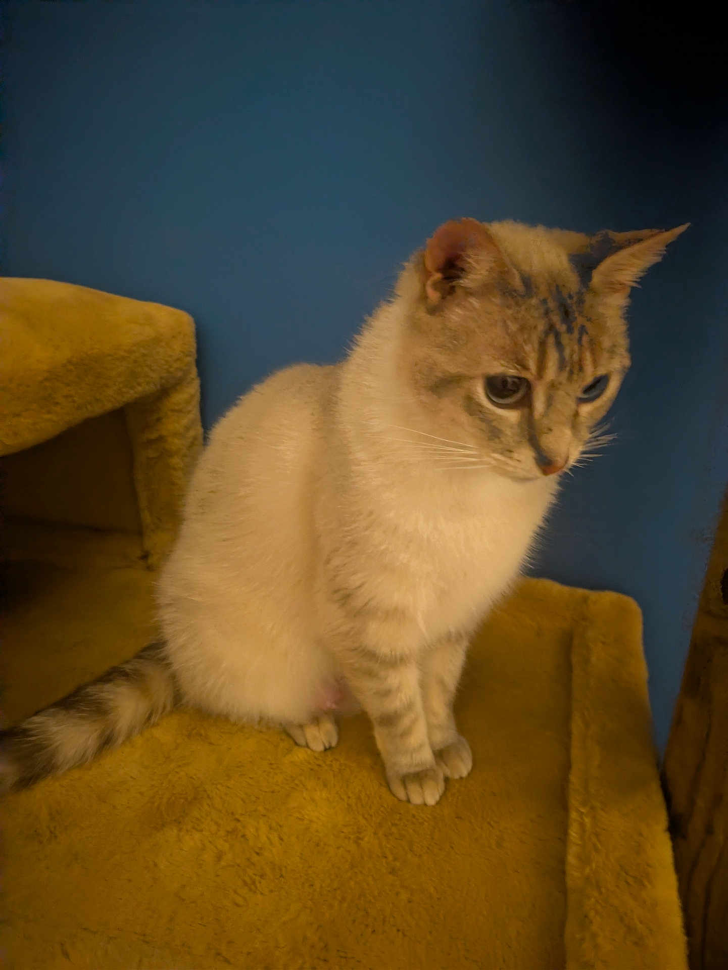 Louna a rejoint le concours — aidez-le/la à gagner de superbes lots ! cat, feline, pet, indoor, cat_tree, soft_furniture, cream_fur, gray_fur, striped_tail, blue_background, sitting, curious, whiskers, ears, paws, fur, animal, mammal, domestic, quiet