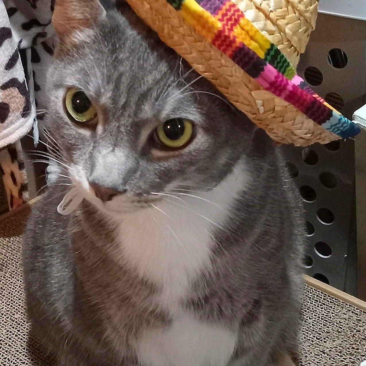 Loki is registered to the contest to win money with this photo: animal, cat, close_up, cozy, curious, cute, domestic_cat, ears, eyes, feline, furniture, gray_cat, hat, indoor, pet, portrait, sitting, sombrero, whiskers, white_chest