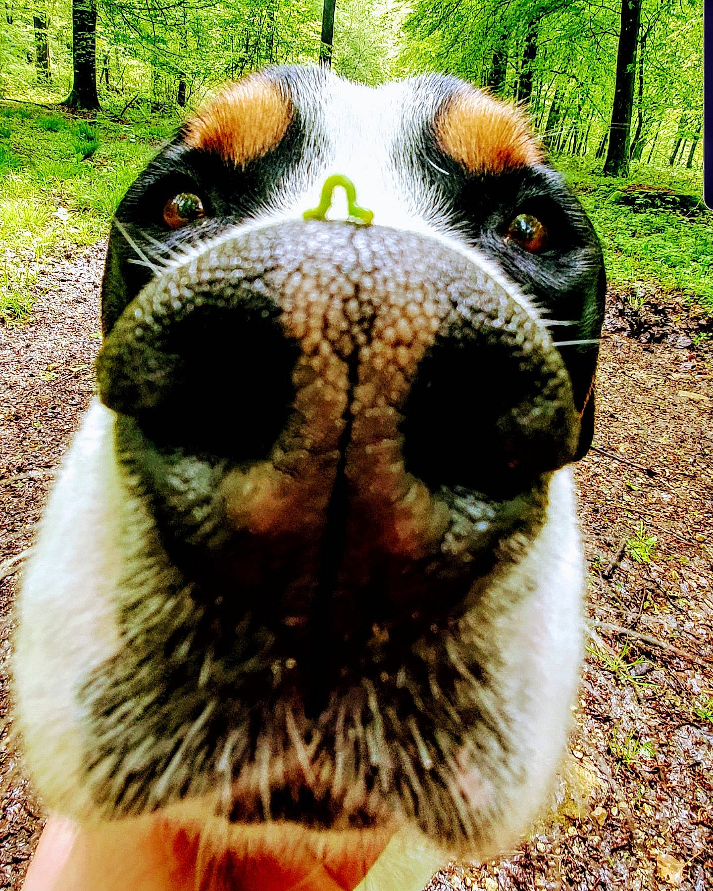 Lloyd a rejoint le concours — aidez-le/la à gagner de superbes lots ! big_cats, canidae, carnivore, companion_dog, dog, dog_breed, fang, fawn, felidae, grass, hair, head, livestock, pasture, plant, snout, sporting_group, terrestrial_animal, whiskers, wildlife