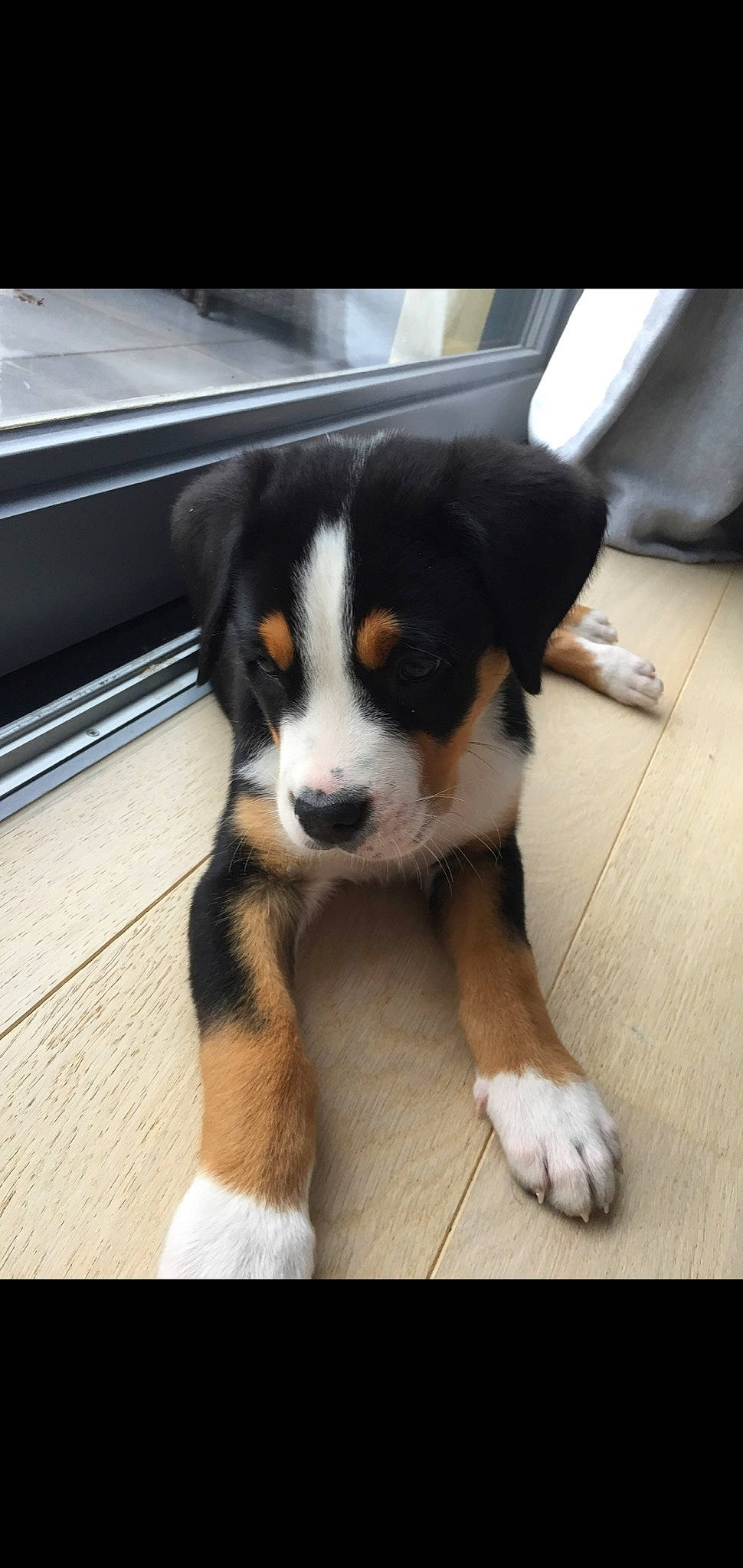 Lloyd participe au concours pour gagner de l'argent avec cette photo : ball, bernese_mountain_dog, border_collie, canidae, carnivore, companion_dog, dog, dog_breed, flooring, hardwood, herding_dog, paw, puppy, terrestrial_animal, whiskers, wood, working_animal, working_dog