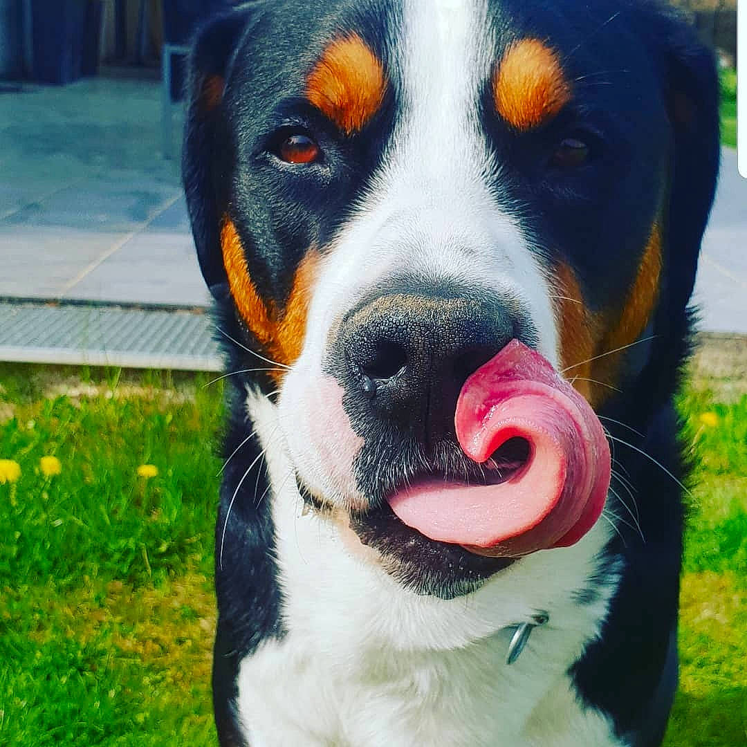 Lloyd a rejoint le concours — aidez-le/la à gagner de superbes lots ! bernese_mountain_dog, canidae, carnivore, collar, companion_dog, dog, dog_breed, dog_collar, dog_supply, fur, giant_dog_breed, grass, painting, plant, snout, sporting_group, terrestrial_animal, whiskers, working_animal, working_dog