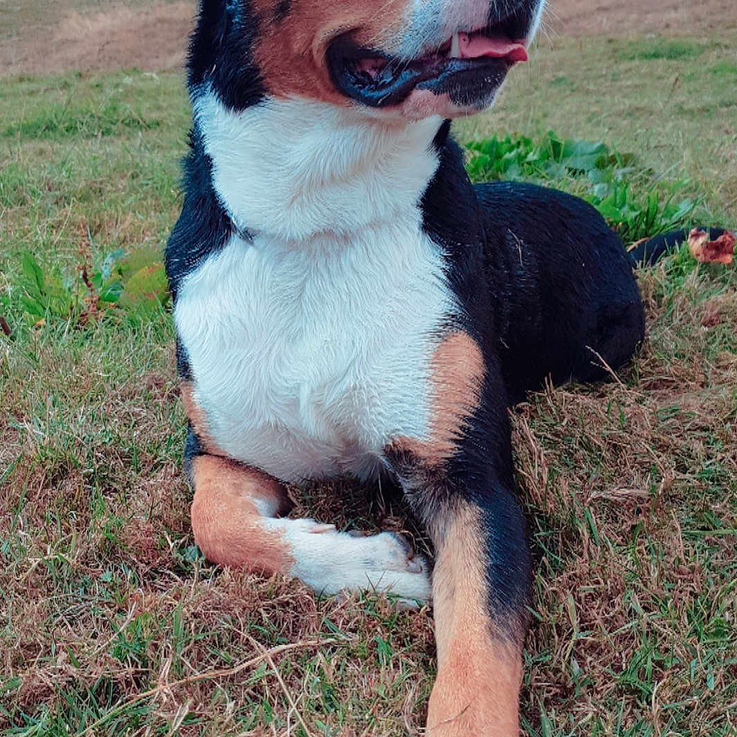 Lloyd