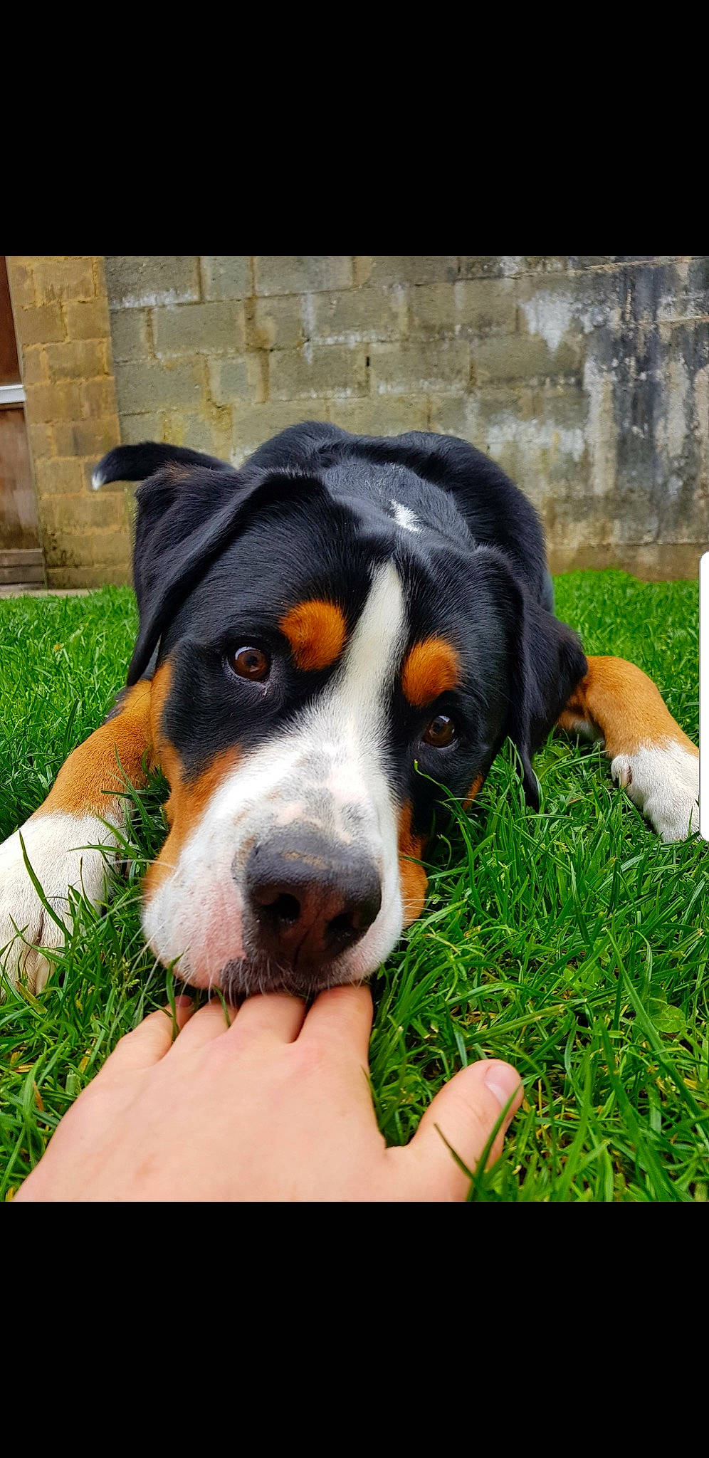 Lloyd a rejoint le concours — aidez-le/la à gagner de superbes lots ! canidae, carnivore, companion_dog, dog, dog_breed, grass, hound, hunting_dog, plant, scent_hound, sharing, snout, sporting_group, working_dog