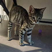 Lokie participe au concours pour gagner de l'argent avec cette photo : kitten, cat, tabby, pet, indoor, floor, toy, purple_ball, curious, feline, whiskers, legs, shadow, playful, young_cat, striped, animal, mammal, domestic_cat, household