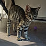 kitten, cat, tabby, pet, indoor, floor, toy, purple_ball, curious, feline, whiskers, legs, shadow, playful, young_cat, striped, animal, mammal, domestic_cat, household
